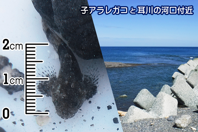 福井 郷土の食文化を次代へつなぐ、アラレガコをつかった出汁醤油開発のクラウドファンディング が実施されています！しゃかいか