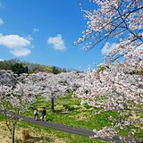 都幾川桜堤の桜 比企郡嵐山町- お花見2025