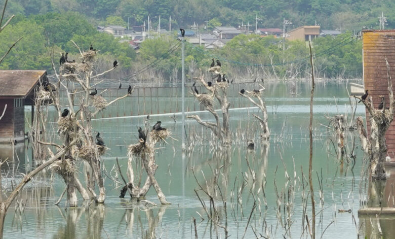 岡山県瀬戸内市の水没ペンション - 目撃された驚きの光景