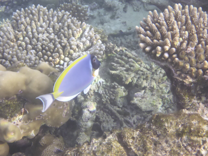 インド➡︎モルディブ🇲🇻🇲🇻マレ島ツアーとシュノーケリングが最高すぎた！！part①インド留学プラス