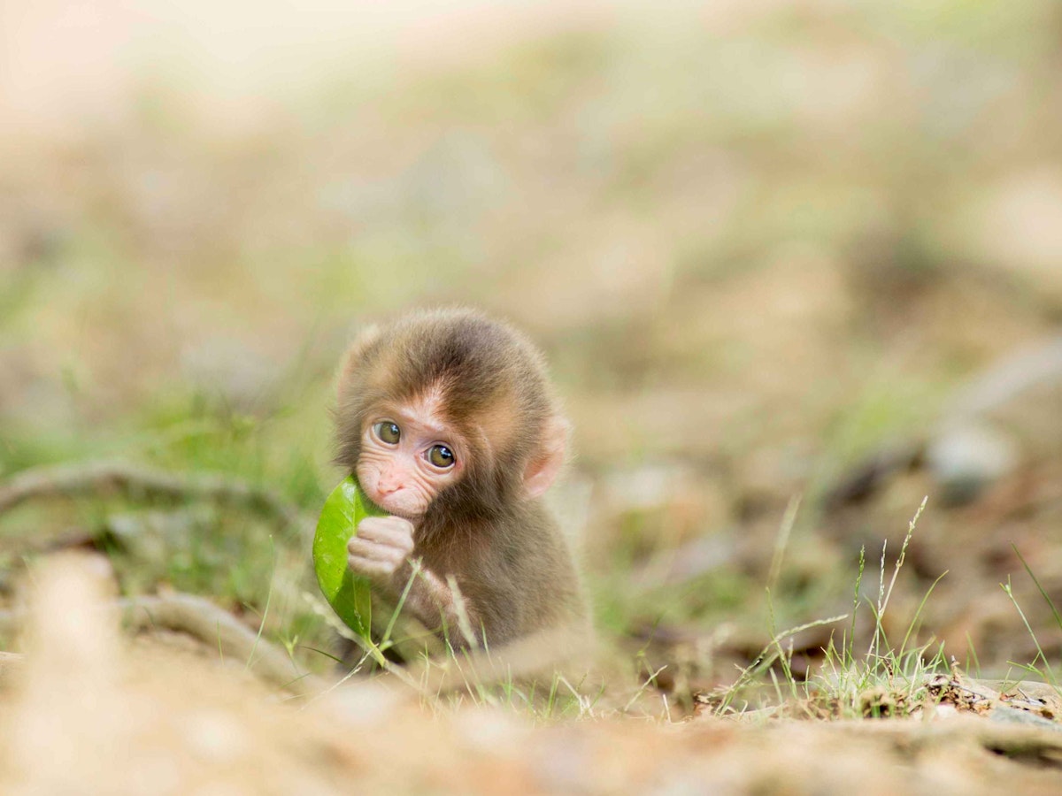 嵐山モンキーパークいわたやま」のお猿さんに癒やされました♪ - リビング京都