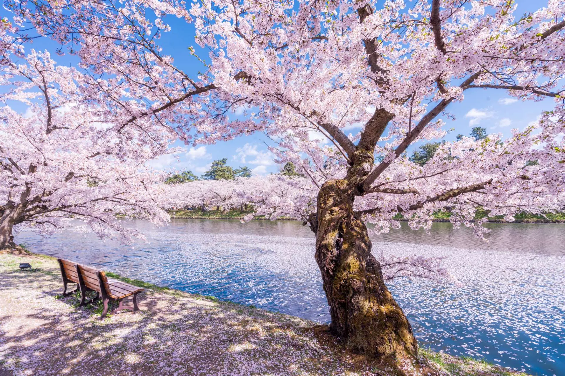 みちのく三大桜名所