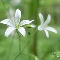 ショウキラン アーカイブ - 上高地ネイチャーガイドFIVESENSE ファイブセンス