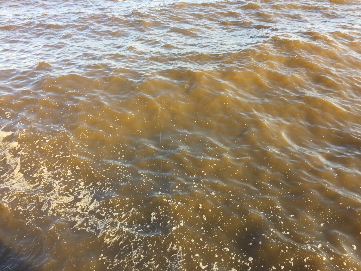 鶴見川シーバス 2025年2月 息子と挑んだシーバスデイゲーム