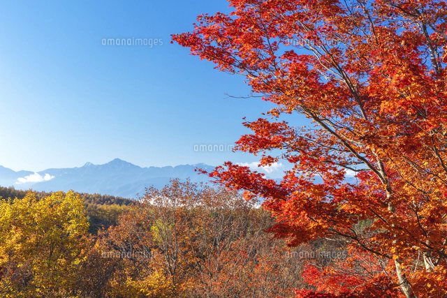 紅葉スポット 蓼科 横谷峡