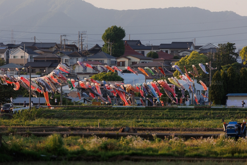 こどもの日・鈴川鯉のぼり祭り 平塚Dachs Rin&Anzu