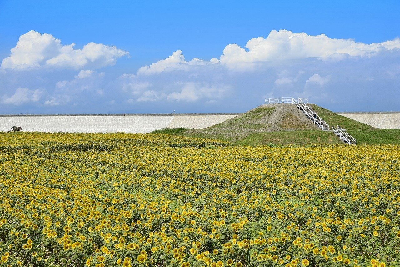 柳川ひまわり園の写真素材写真素材なら「写真AC」無料 フリー ダウンロードOK