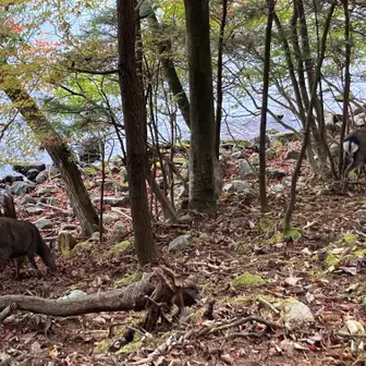 日光紅葉情報！みどころは？八丁出島 いろは坂 現在 歌ヶ浜駐車場情報まとめ！やまきたかんと