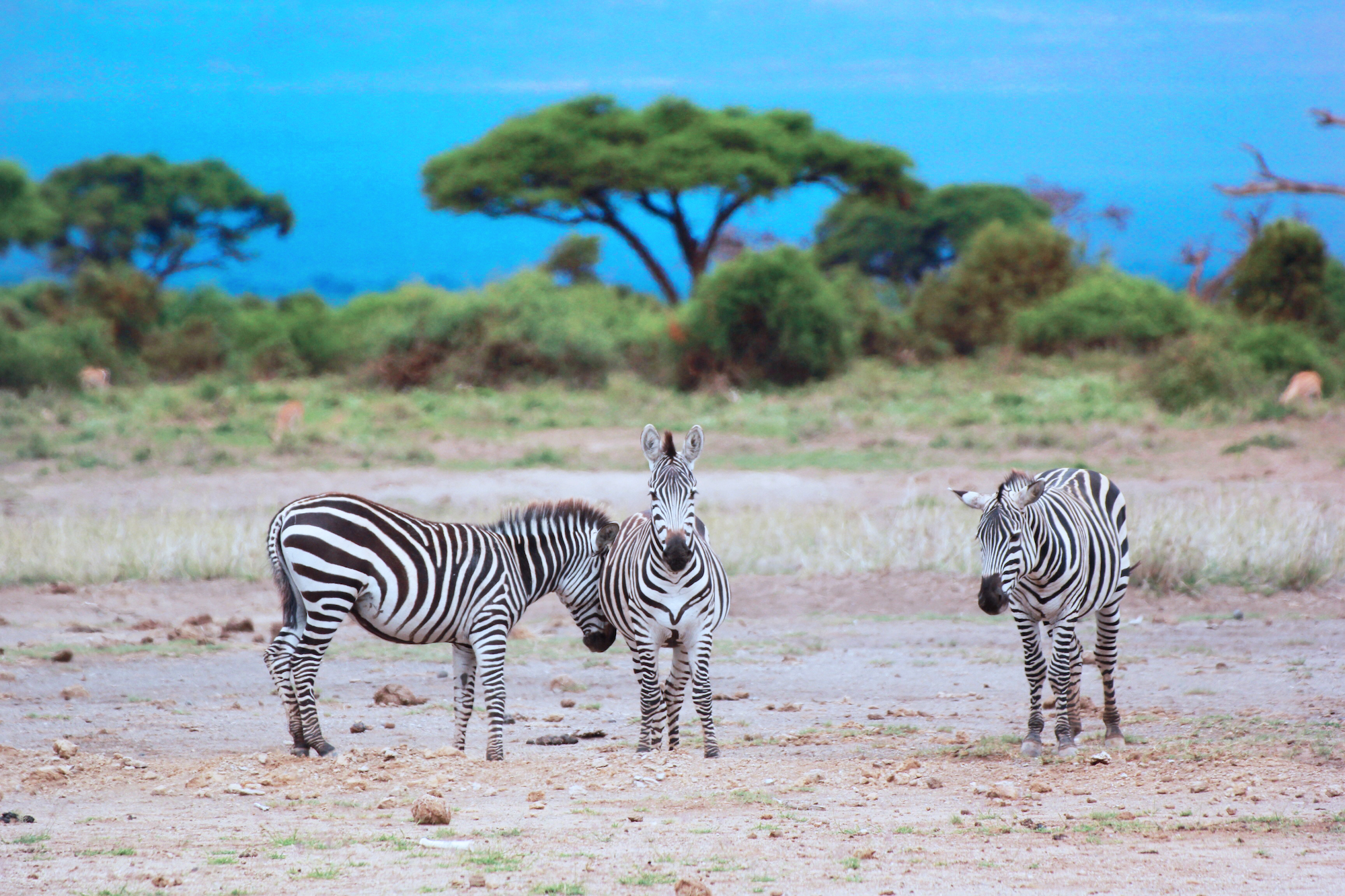 アンボセリ国立公園 チケット＆ツアーゲットユアガイドGetYourGuide