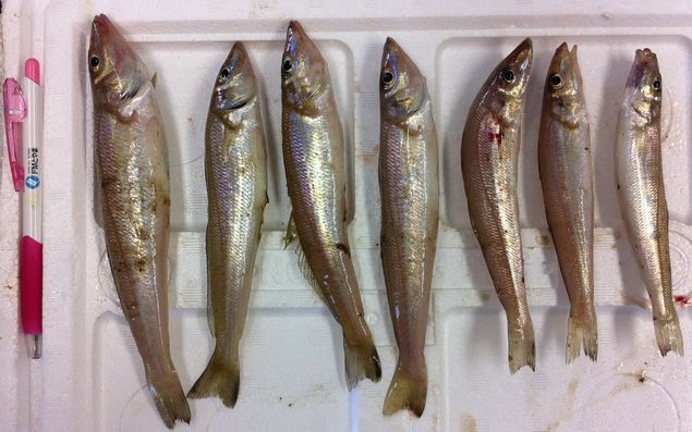 水橋フィッシャリーナ特集公式 富山県の観光 旅行サイト「とやま観光ナビ」