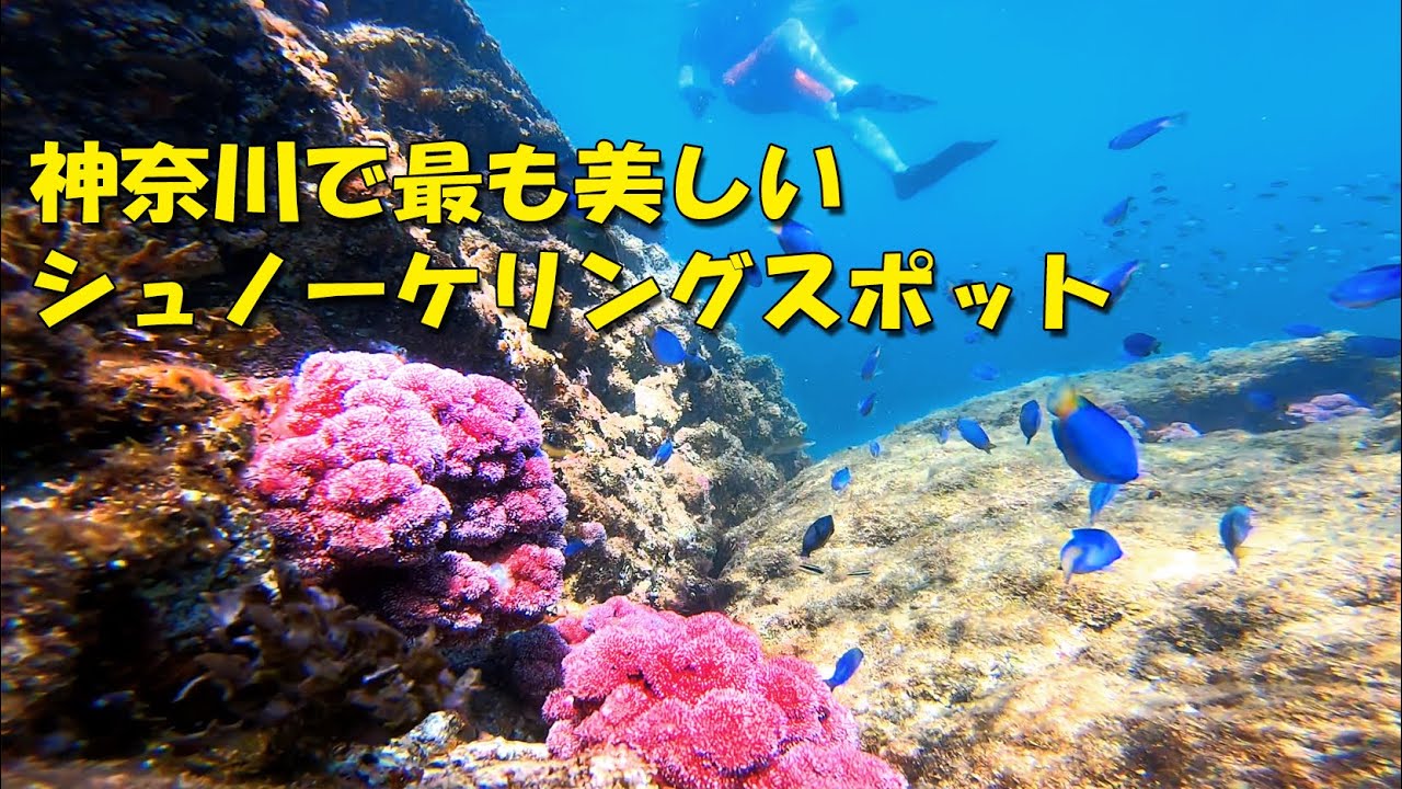 2019.8.25 真鶴 琴ヶ浜で今シーズン2度目のシュノーケリングボケないための日記のようなモノ