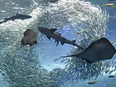 完全ガイド 「江の島マイアミビーチショー花火大会2025」開催決定！アクセス・見どころ・日程まとめ