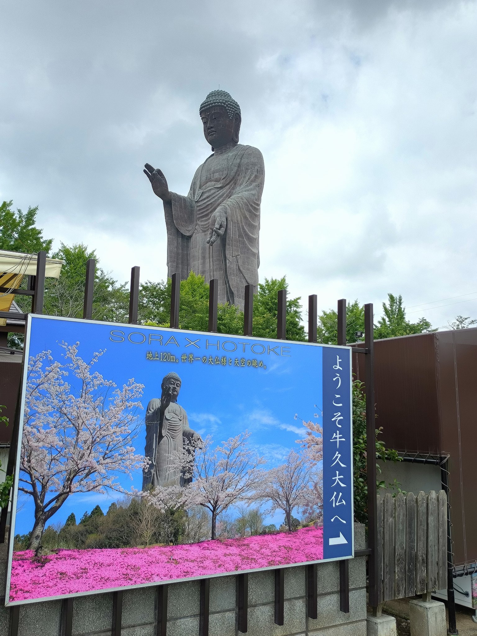 牛久大仏くるみ餅和菓子お土産