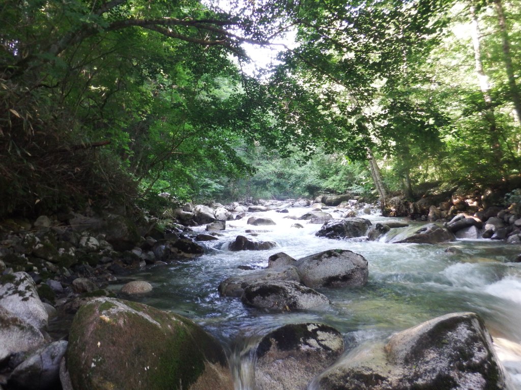 実は、上高地にはイワナはもういないのです。 1975年位まで上高地の梓川で、魚釣りができたらしいのですが、釣り人により元々生息していたイワナは、釣り切られ枯渇してしまったそうです。その代わりに外来魚の色々のマス類が放流され、現在自然繁殖しているのが、写真の