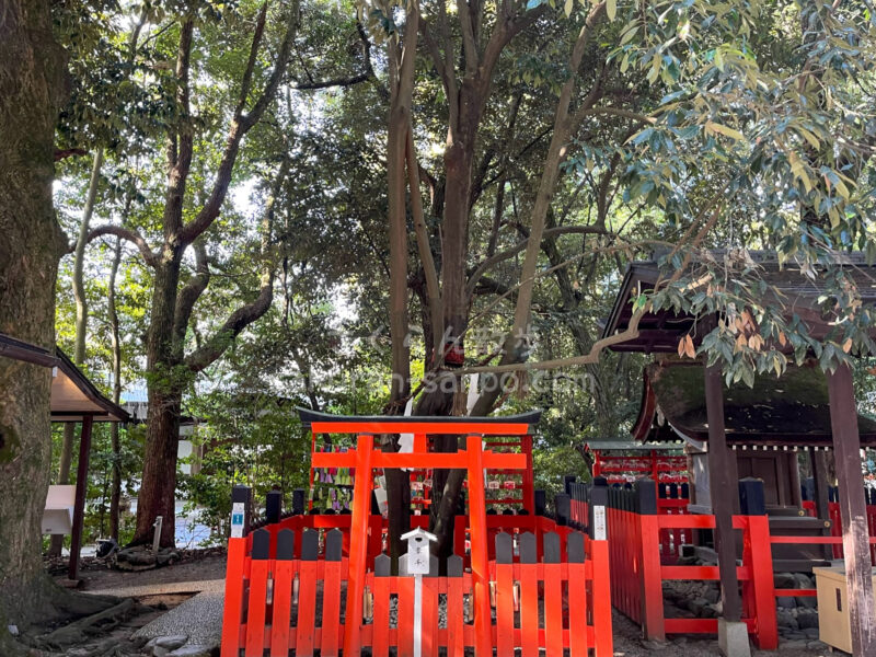 相生社下鴨神社の境内にある連理の賢木が京都随一の縁結びパワースポットご利益本舗「GORIYAKU SAN」関西版