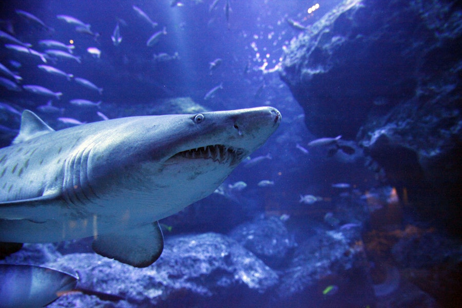 スカイツリーエンジョイパック すみだ水族館入場プランTriplaboBook Your