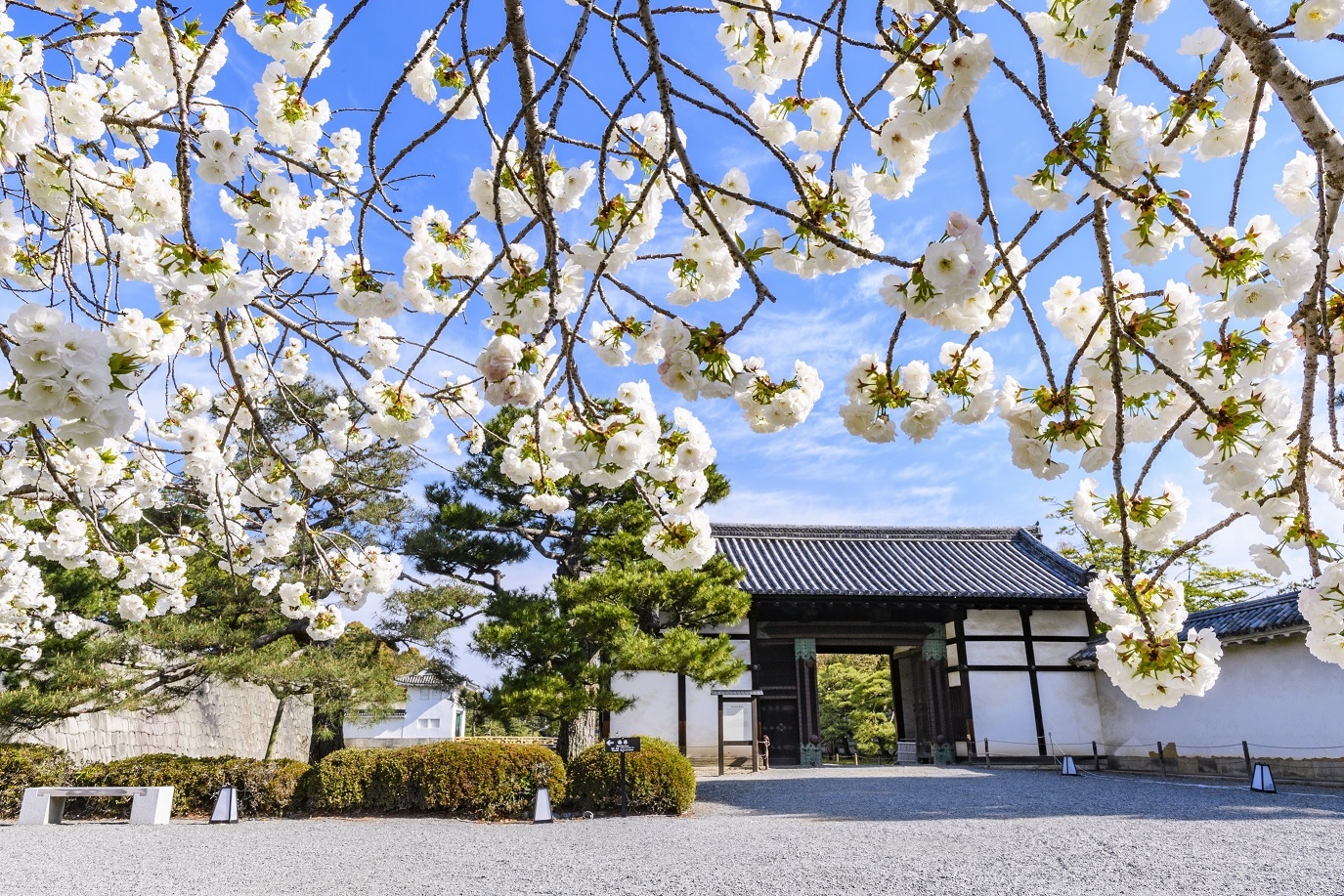 開催終了 NAKED桜まつり 2024