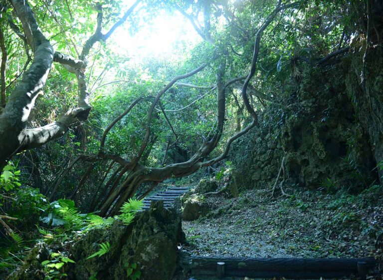 沖縄本島南部の八重瀬町「ホロホローの森」でトレッキングを楽しむ沖縄の観光情報はFeel Okinawa