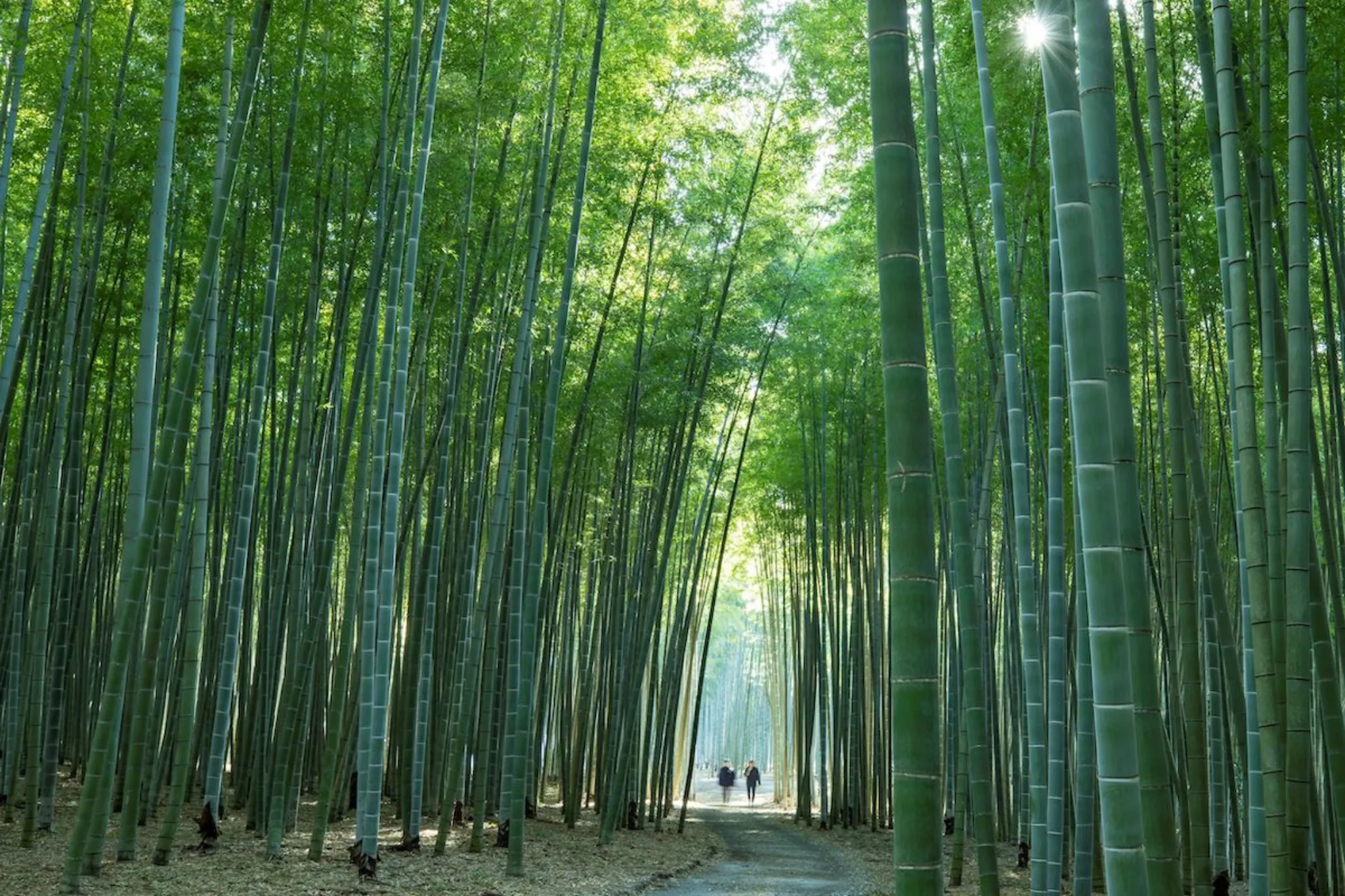 東京ひとり旅の楽しみ方。気ままに過ごす大人の自由時間ことりっぷ