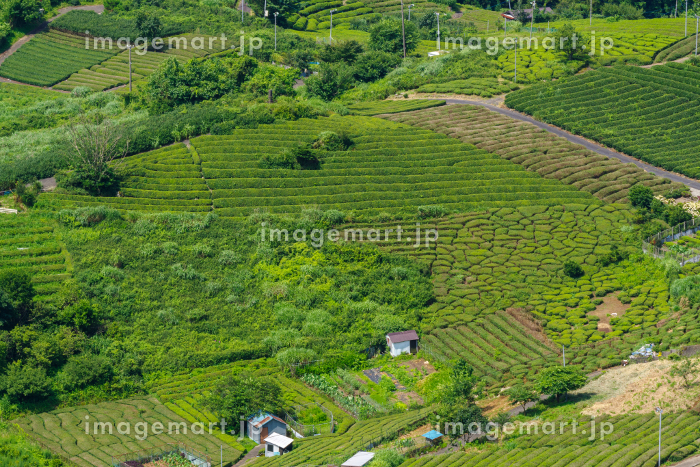 岐阜のマチュピチュ天空の茶畑が広がる秘境、岐阜のマチュピチュとは？ - 素晴らしき日本の景色たち