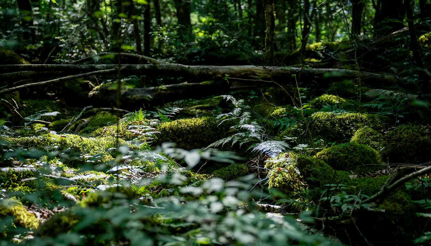 和室310 - 河口湖パークホテル