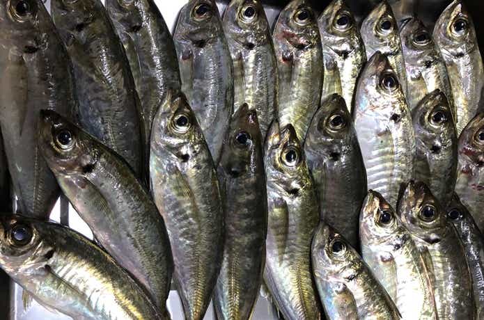 アジで保存食を作ろう！大量に釣れたアジは南蛮漬け・ふりかけ・みりん干しにして美味しく食べきりましょう！ 動画