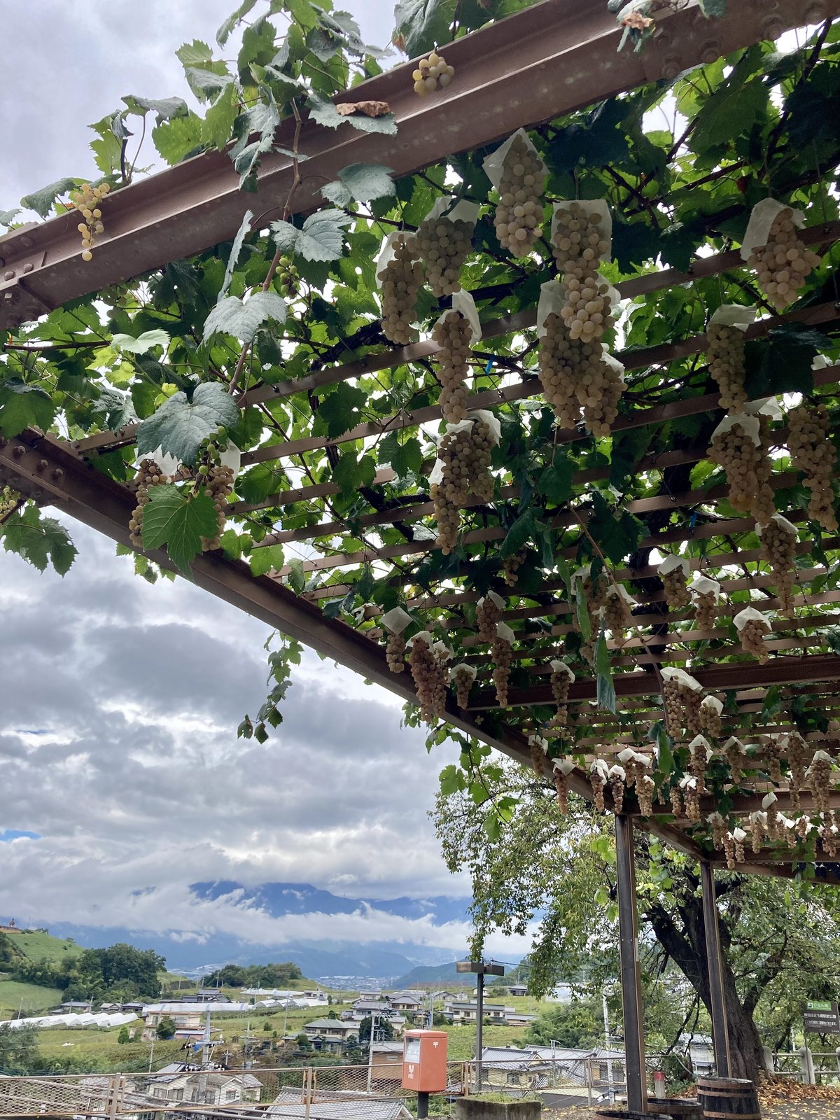 勝沼ぶどう郷に7年通った筆者がおすすめのぶどう狩りを伝授！SPOT