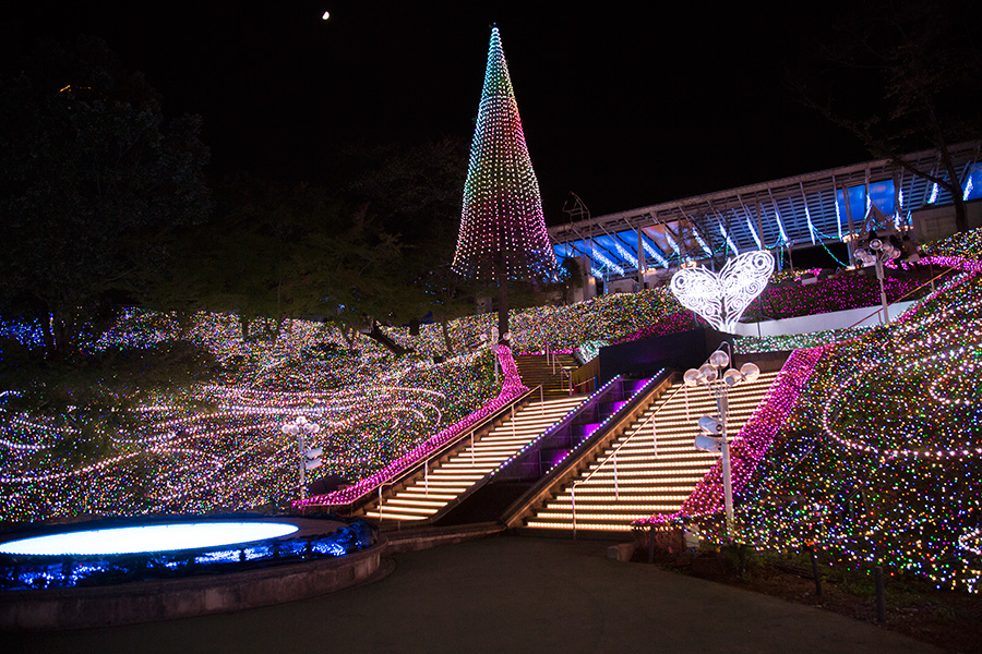 歳末レッサーパンダ詣とイルミネーションで良い年を願う ３ 西武園ゆうえんちのイルミージュは花鳥風月のファンタジーカラーの光の森』所沢 埼玉県 の旅行記・ブログby