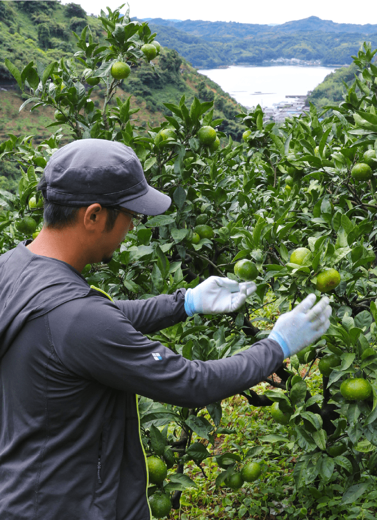 有田へコスモスを見にゆくと蜜柑でいっぱいだったA面 山さんの関西あれこれ見て歩きB面 山さんの戦国あれこれ読み歩き