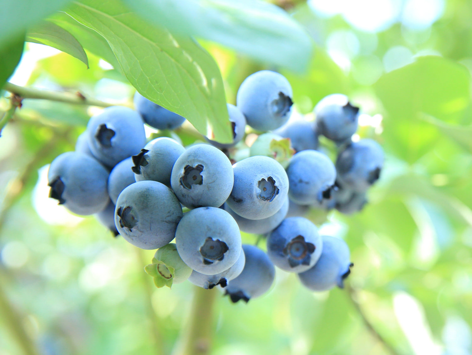 いすみの白い月〜熟〜 - 千葉県いすみ市 高秀牧場