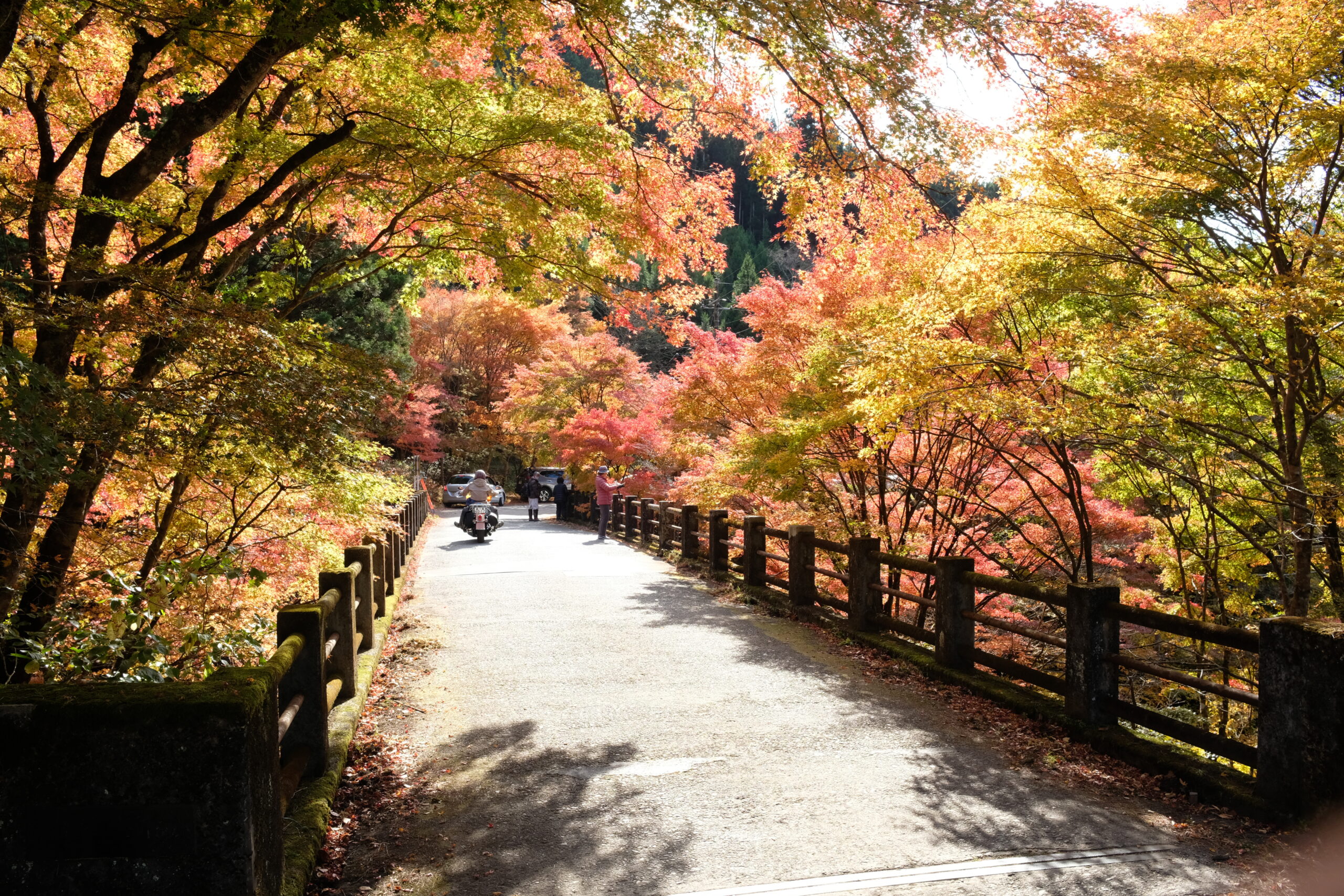 2025年 大芦渓谷 - 出発前に知っておくべきことすべて -