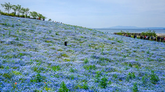 大阪まいしまシーサイドパークのネモフィラ祭り 26121046597 の写真・イラスト素材アマナイメージズ