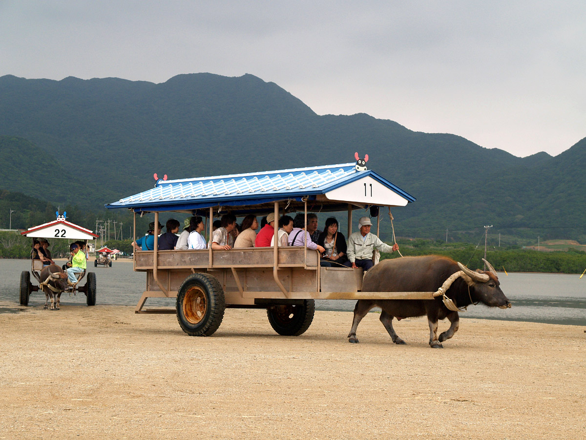 海を渡る水牛車に乗って由布島へ 南の島の小さな楽園