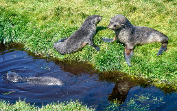 ハード島とマクドナルド諸島 - 世界遺産を学ぶ