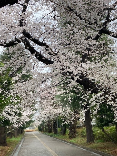 東京都国立市の風景 大学通り 桜並木
