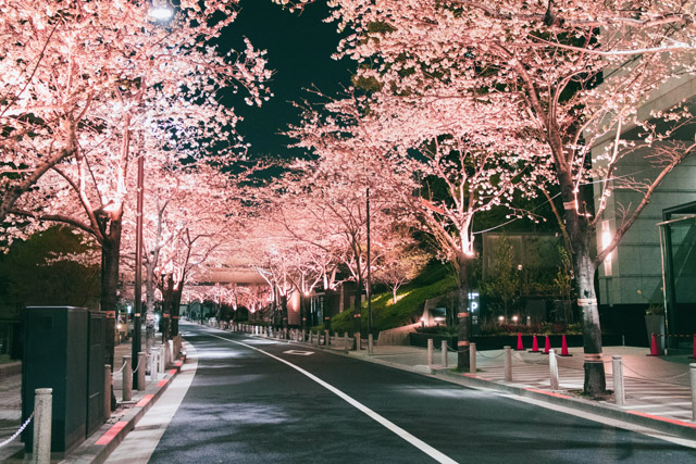 桜並木を車で走り抜けるドライブスルー花見はいかがですか？KURU KURA くるくら