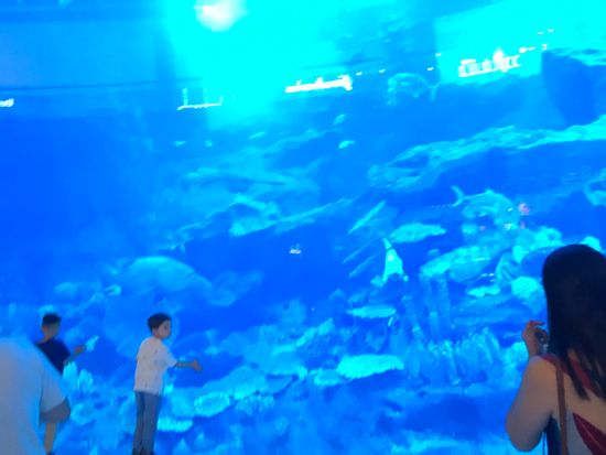 ドバイモールの水族館 - ドバイ経済新聞