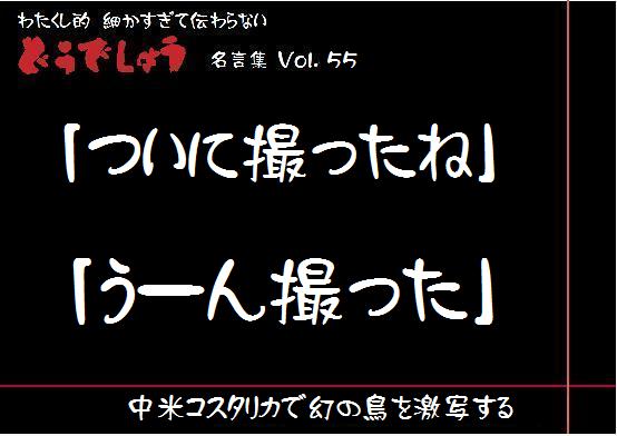コスタリカで、世界で最も美しい幻の鳥『ケツァール』を撮影した時の話。ECHOESLeo Takahashi