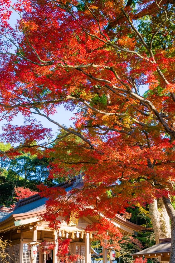 紅葉 ライトアップ竈門神社えんむすび縁結び福岡太宰府神社太宰府の神社紅葉秋もみじ見頃kamadojinjashrineShintoshrineindazaifuJapankyusyufukuokadazaifumatchmakingAutumnleavesautumn ライトアップ期間