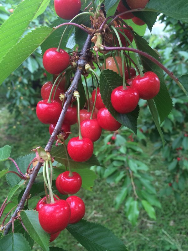 旬は短し食せよ桜桃”「さくらんぼ狩り」のできる長野県内オススメスポットまとめ – Web-Komachi