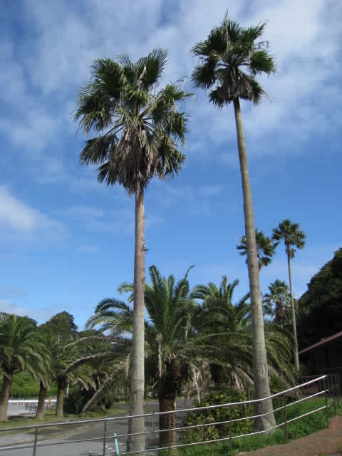 廃墟 チーバのBスポット 行川アイランド跡地