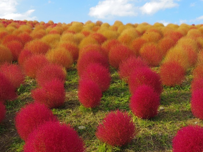 インスタ映え間違いなし！バイクと撮れるウォールアート７選 関東版- Moto Connect モトコネクト