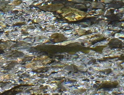 梓川の釣り場情報魚速報