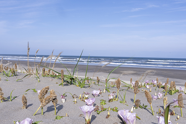 九十九里ビーチタワー - Picture of Kujukuri