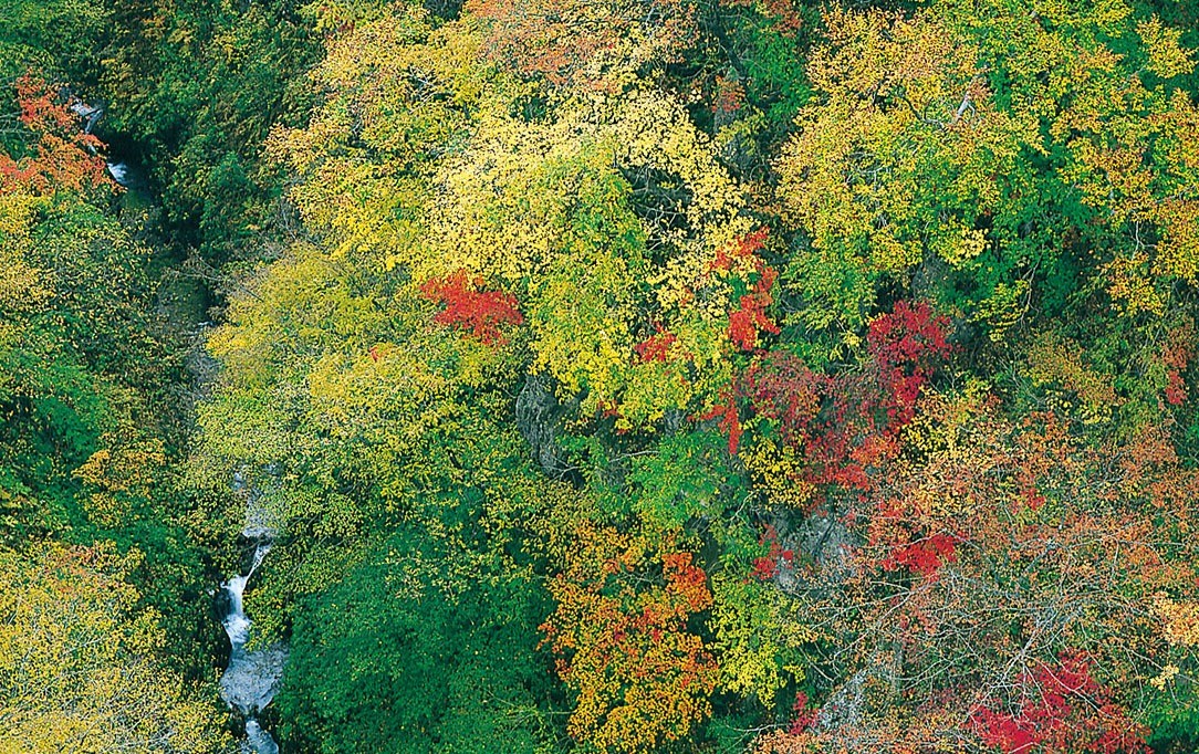 宮城県・大崎市 鳴子峡の紅葉 - たびめもり