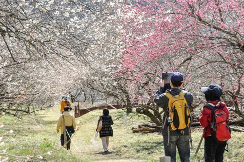 裏高尾の高尾梅郷を巡る観梅ウォーク。点在する8つの梅林の様子をレポート！ブログ高尾山マガジン