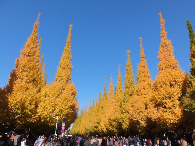 明治神宮外苑 いちょう並木 - Japan