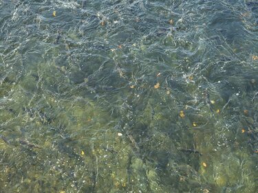 インディアン水車 鮭の捕獲場インディアン水車と、千歳川を覗ける「千歳水族館」水中観察窓を見に千歳へ。たくさんの鮭が上流に向かって小さな堰を飛び越えているいつもと違う光景が ちょっと嬉しい。かわたびほっかいどう千歳川千歳市インディアン水車千歳