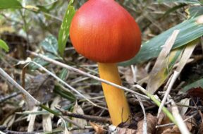 上高地で出会った花 ショウキラン ヤチトリカブト