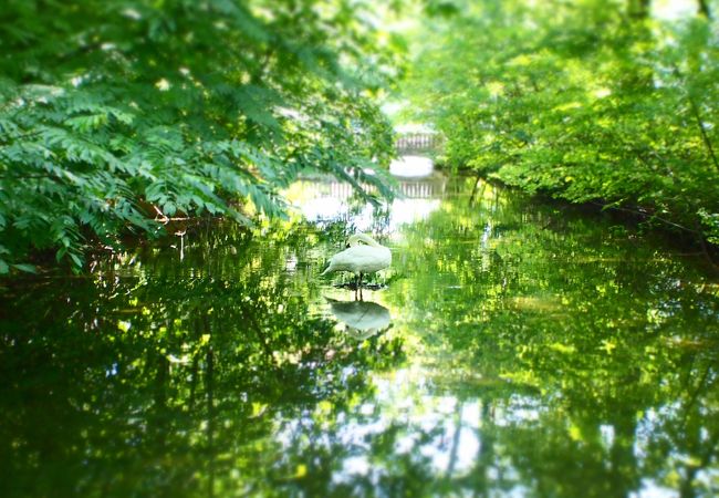 ドイツ周遊 ニンフェンブルク宮殿でバイエルン王国の栄華を味わう桜